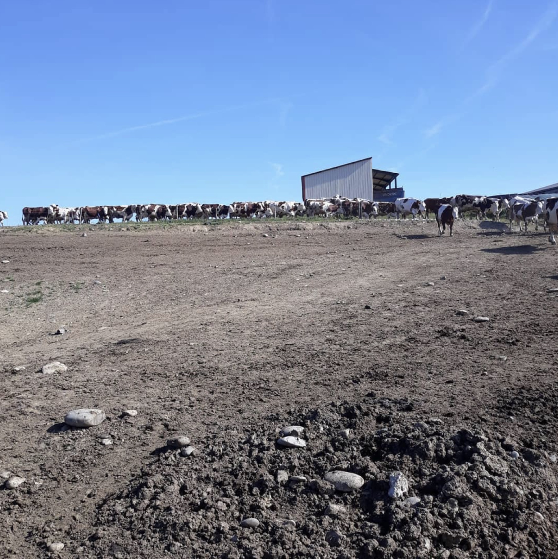 Troupeau bovin sur une exploitation agricole